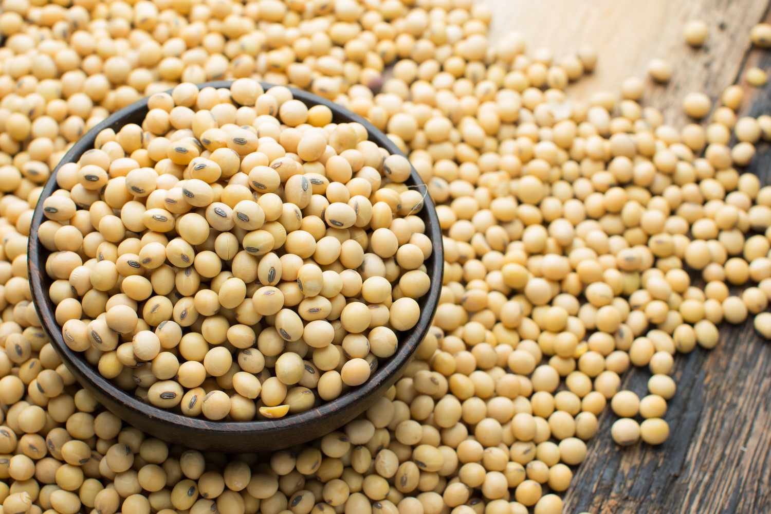 close-up-of-soy-beans-717368577-5abc422fba6177003796e9bd Close up of soy beans 717368577 5abc422fba6177003796e9bd